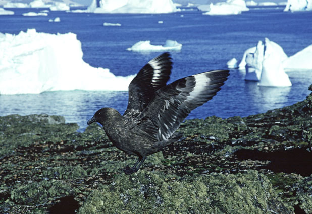 Brown skua (<i>Catharacta antarctica</i>, subsp. <i>lonnbergi</i>). Photo: &copy; Colin Harris.