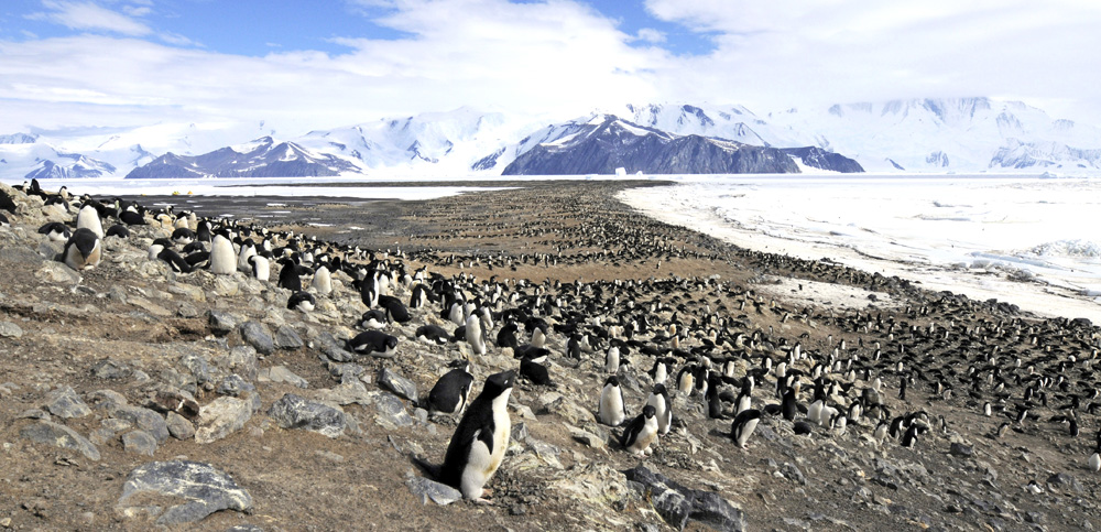Ad&eacute;lie Penguin (<i>Pygoscelis adeliae</i>). Photo: &copy; Colin Harris.